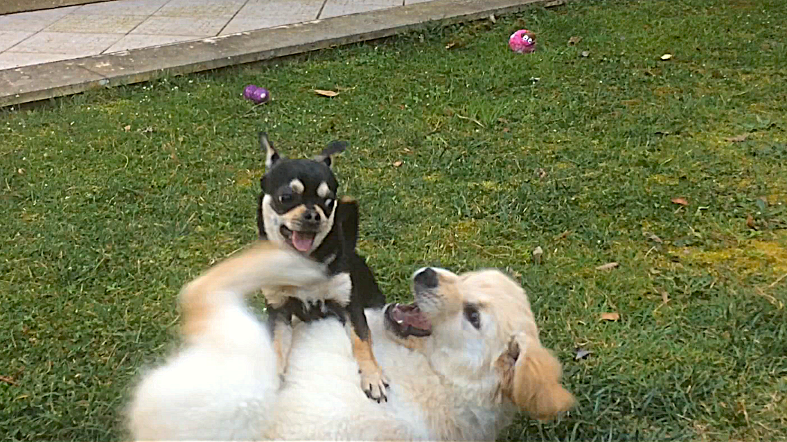 Puppy Class